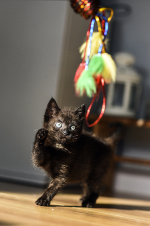 A small black cat playing with a colorful toy.の写真素材