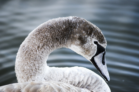 Portrait of a young gray swan swimming on a lake in Poland.の写真素材