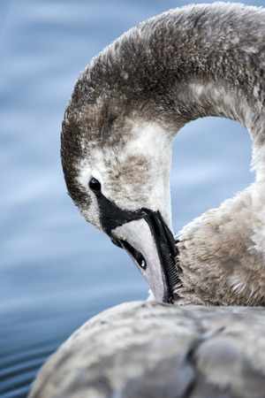 Portrait of a young gray swan swimming on a lake in Poland.の写真素材