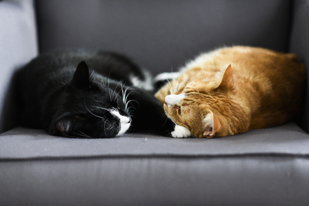 Two cats cuddling together on a chair at home.