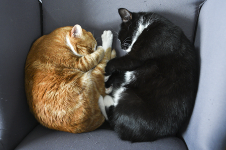 Two cats cuddling together on a chair at home.