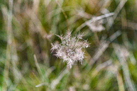 Autumnal dried wild grass top view.Autumnal dried wild grass top view.の写真素材