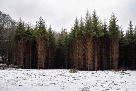 Pine forest in winter, landscape of brown-green trees.の写真素材