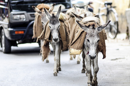 Donkeys walking on a street carying a luggage in India.の写真素材