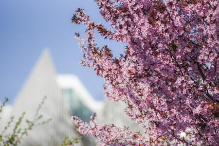 Japanese cherry blossoming in spring in Szczecin.の写真素材