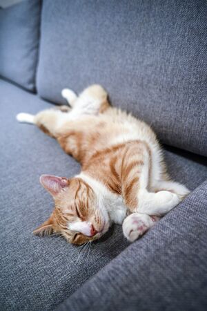Cat lying and resting on the sofa at home.