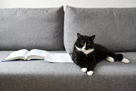 Cat lying on the sofa next to books.