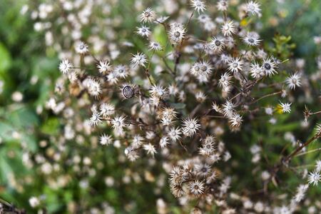 Wild field flowers dried from the sun.の写真素材