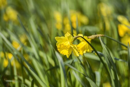 Blooming yellow daffodils in the spring garden.