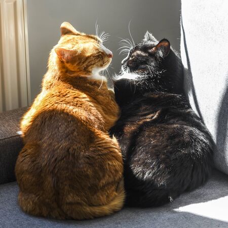 Two cats hugging on the sofa on a sunny day.