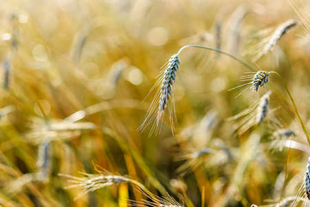 Growing grain in the field on a sunny day.の写真素材