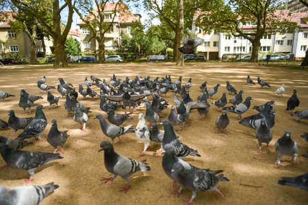 Pigeons in the park looking for food.の写真素材