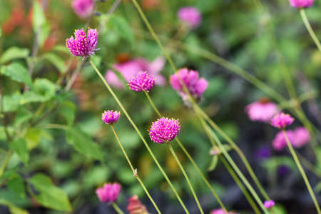 Globe amaranth blooming in garden summer time.