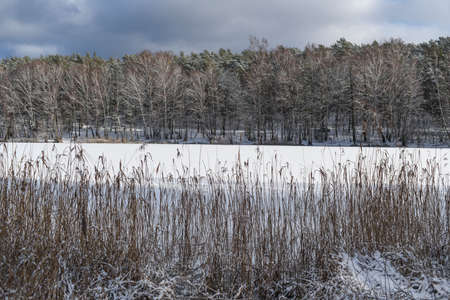 A twig in the forest, snowy in winter.の写真素材