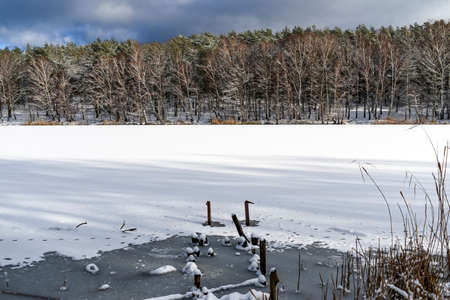 A twig in the forest, snowy in winter.の写真素材