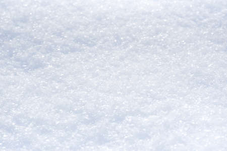 Texture of old tree bark, selective focus.の写真素材