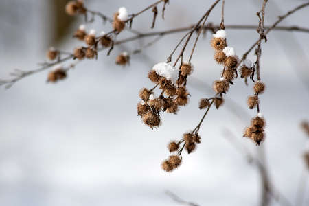 Snow-covered and frozen branches of conifers in winter on a sunny day.の写真素材