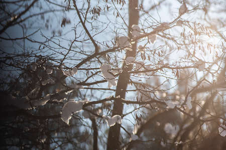 Branches covered with snow, winter landscape in the forest.