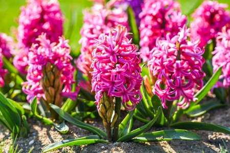 Pink magnolia blooming in the spring garden. Selective focus.の写真素材