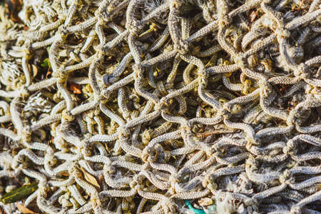 Mediterranean pine on the blue sky background, selectove focus.の写真素材