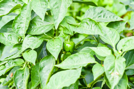Black chilli pepper blooming summer in garden.の写真素材