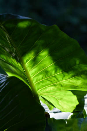 Large, green, leaves in the garden.の写真素材