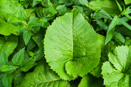 Large, green, leaves in the garden.