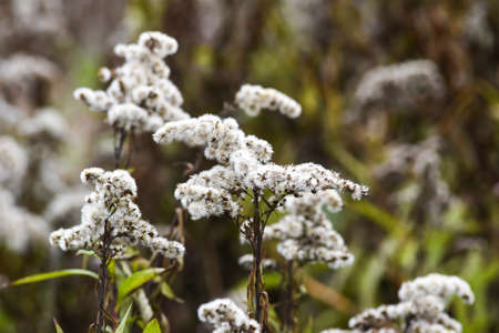 Autumnal ilex serrata in garden, selective focus.の写真素材