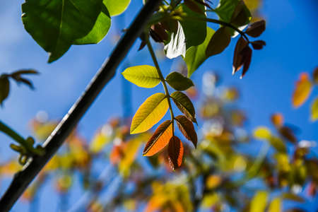Fresh new leaves of a blossoming walnut on a sunny day.
