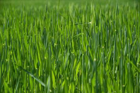 The texture of green grain growing in the sun.の写真素材