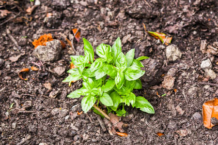 A basil seedling growing in the garden.の写真素材
