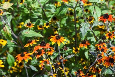 Rudbeckia flowers growing in the garden.