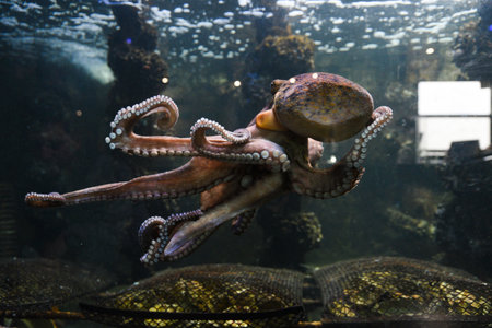 Octopus in the aquarium. Common octopus (Octopus vulgaris). wild animal.