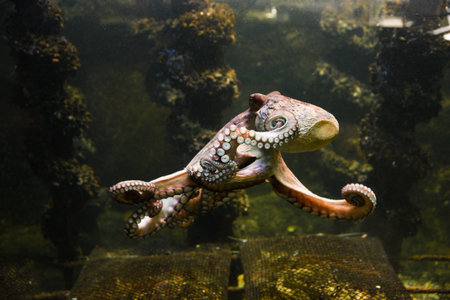 Octopus in the aquarium. Common octopus (Octopus vulgaris). wild animal.の写真素材