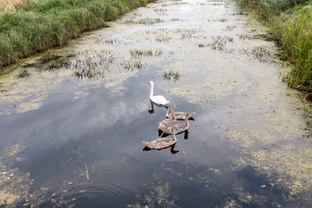A family of swans swimming on the river in nature.の写真素材