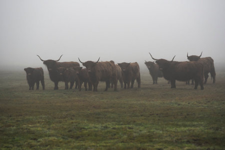 Highland cows grazing in the fields in the fog in autumn.