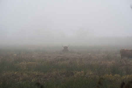 Highland cows grazing in the fields in the fog in autumn.の写真素材