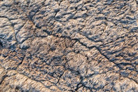 Texture of autumn thickets, drone view from above.