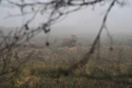 Highland cows grazing in the fields in the fog in autumn.