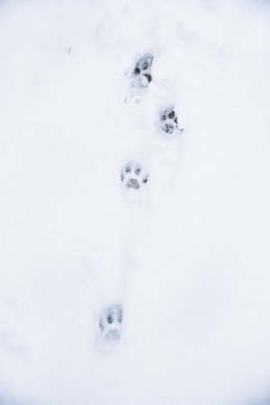 Dog paw prints in the snow. Dog footprints texture.の写真素材