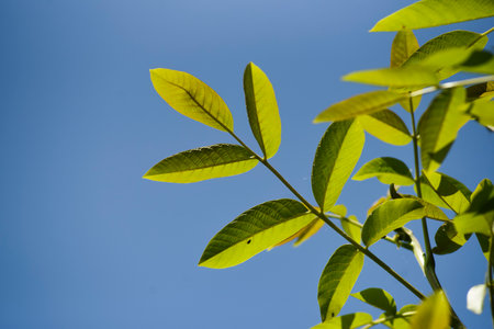 Green walnut leaves growing in the garden in spring.の写真素材