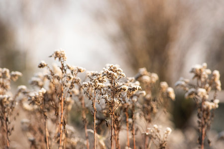 Beautiful frozen plants in the garden. Natural winter landscape.の写真素材