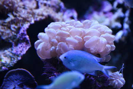Beautiful Bubble colar among swimming fish in the aquarium.