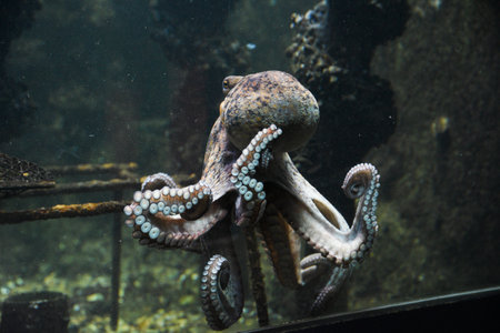 Beautiful octopus swimming in the aquarium.の写真素材