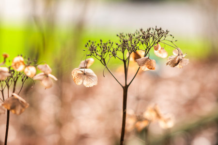 Dried hydrangea flowers in the autumn garden, selective focus.