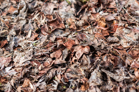Autumn leaves lying on the lawn in autumn.の写真素材