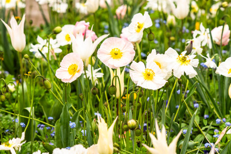 Spring flowers, tulips, poppies, daffodils growing in a garden in a flower meadow.