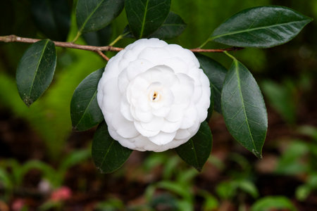 White camellia japonica blooming in the garden in spring.の写真素材