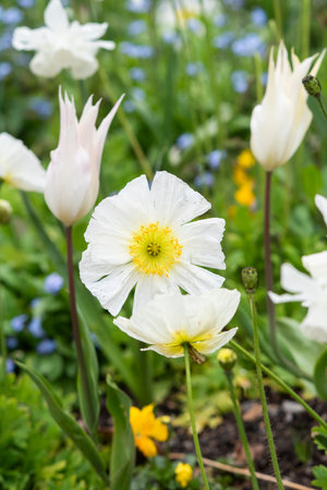 Poppy flower growing in a garden in spring.の写真素材