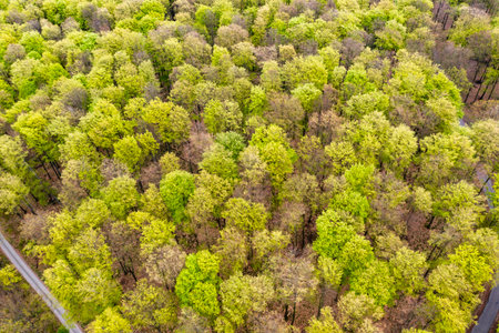 Beautiful spring forest landscape, fresh green leaves on trees in spring, view from drone.